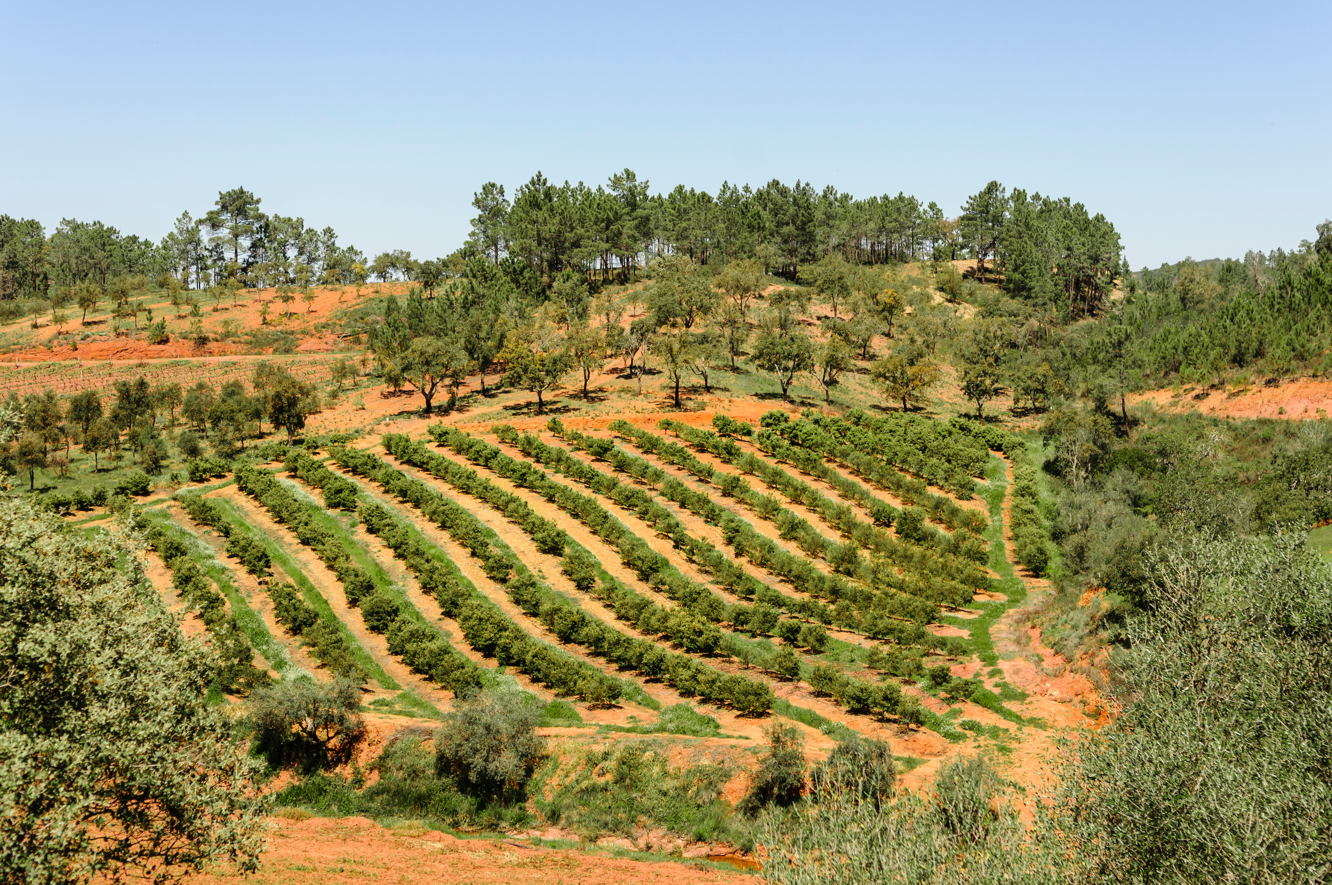rows of vines in the Algarve, Portugal
