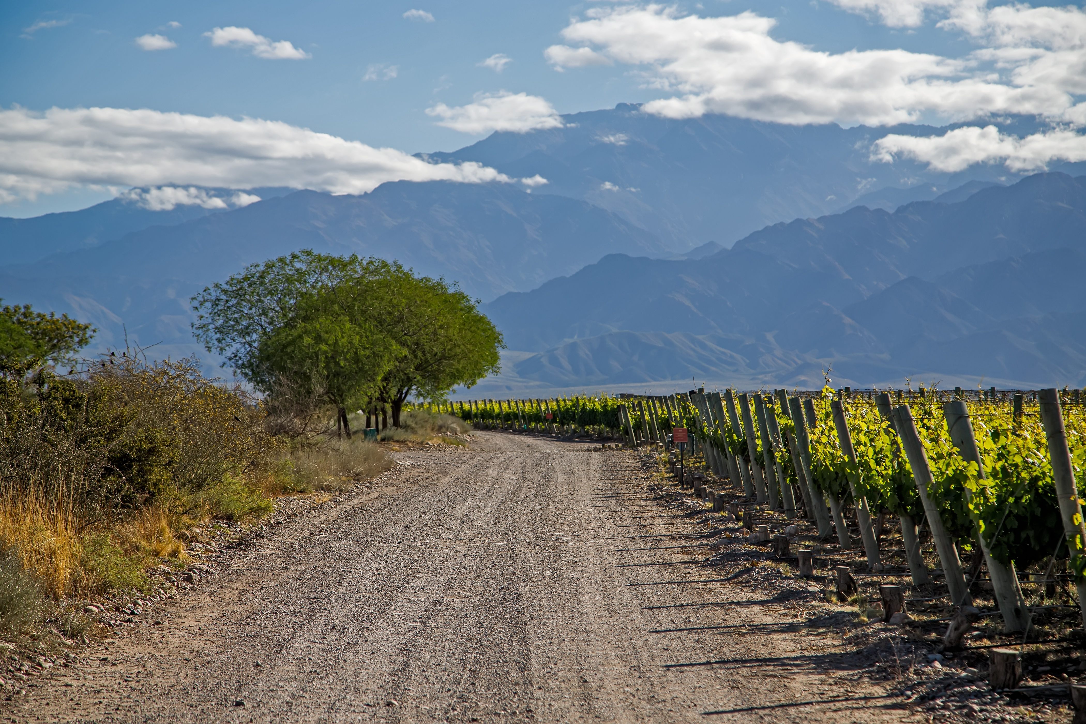 Vineyards backed by mountains in Mendoza, Argentina