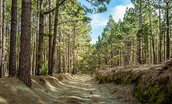 Qué hacer en San Cristóbal de la Laguna.