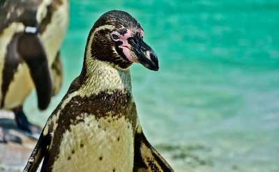 London Zoo Penguin