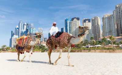 Dubai Camels ride