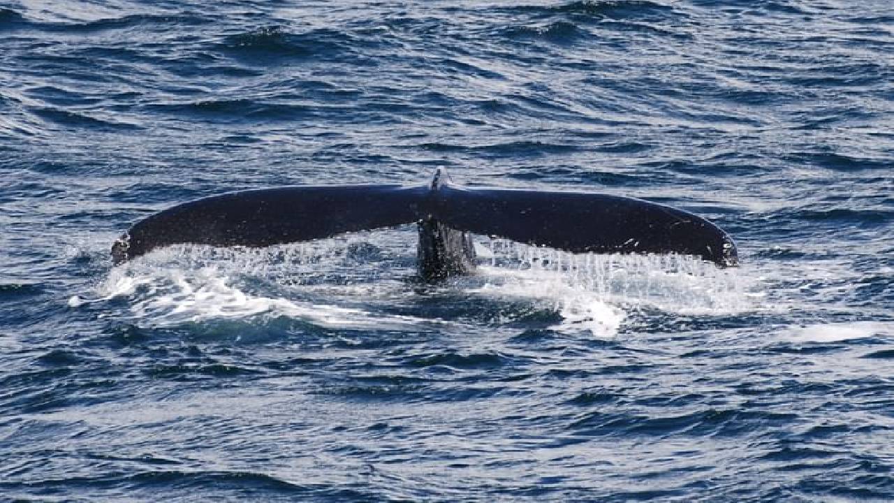 Whales & Puffins