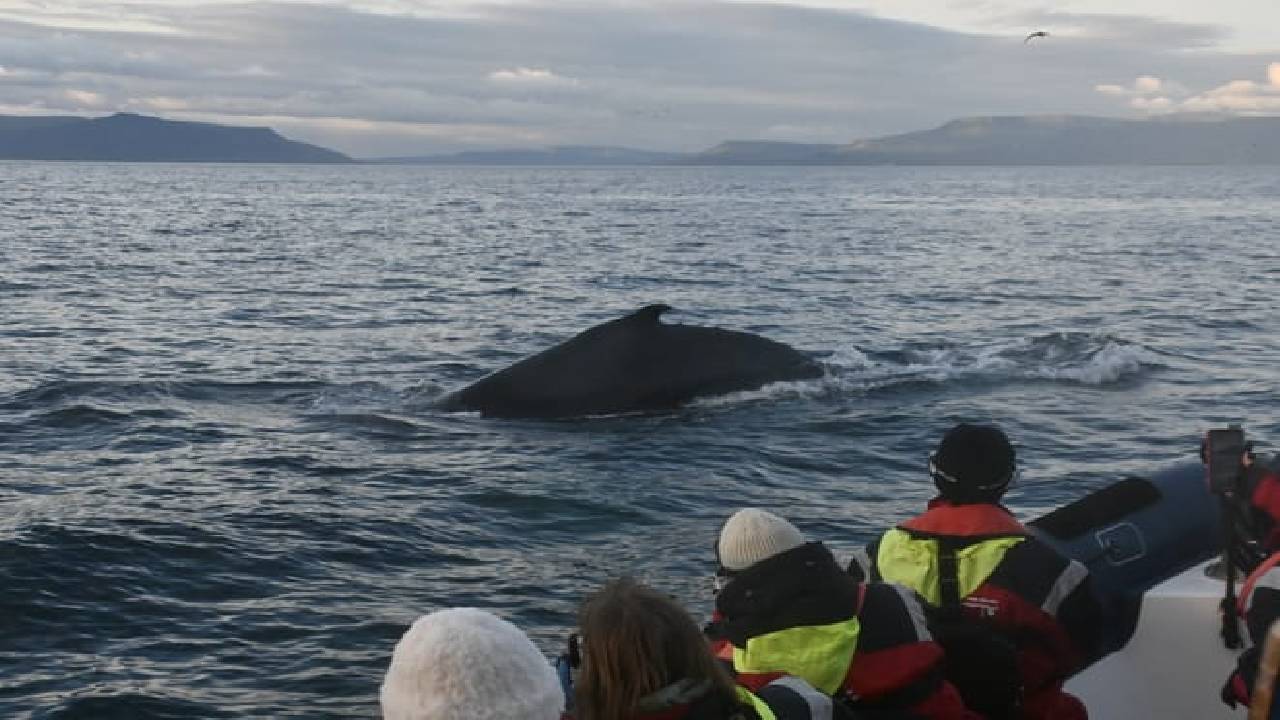 Reykjavík Premium Whales in the Midnight Sun