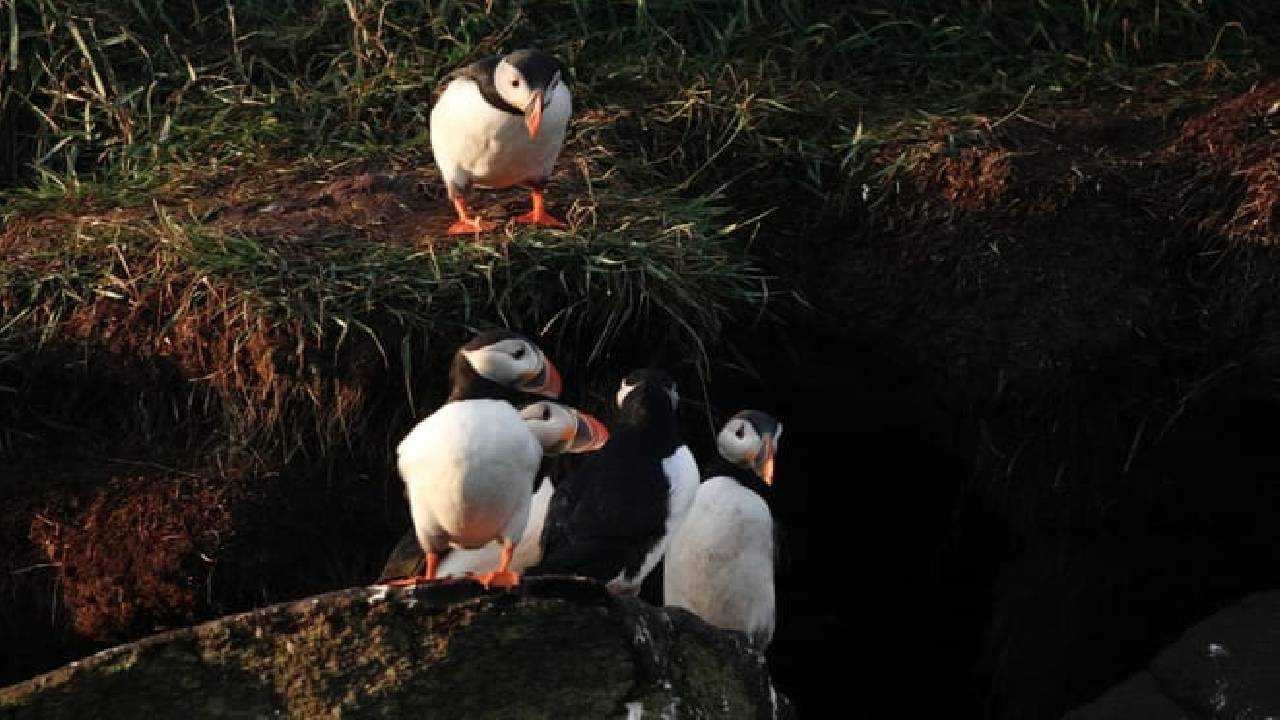 Reykjavík Premium Whales in the Midnight Sun