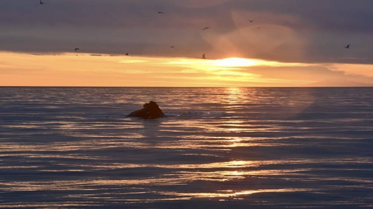 Reykjavík Premium Whales in the Midnight Sun