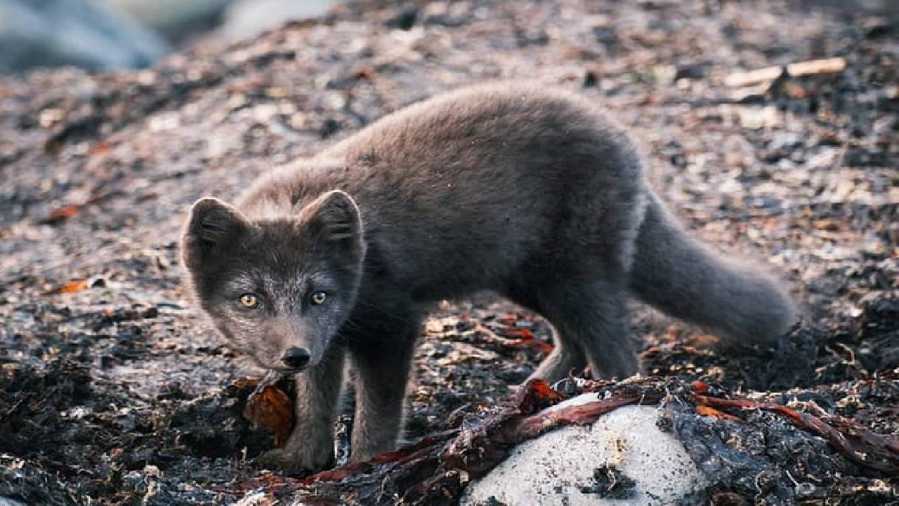 Journey to the Center of the Earth: Snæfellsnes & Lava Cave