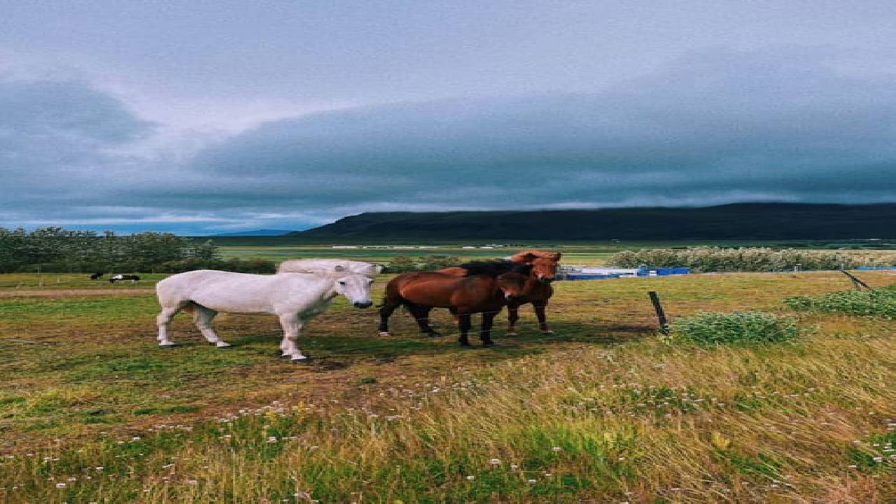 Private Reykjanes Tour – Customizable with Optional Blue Lagoon