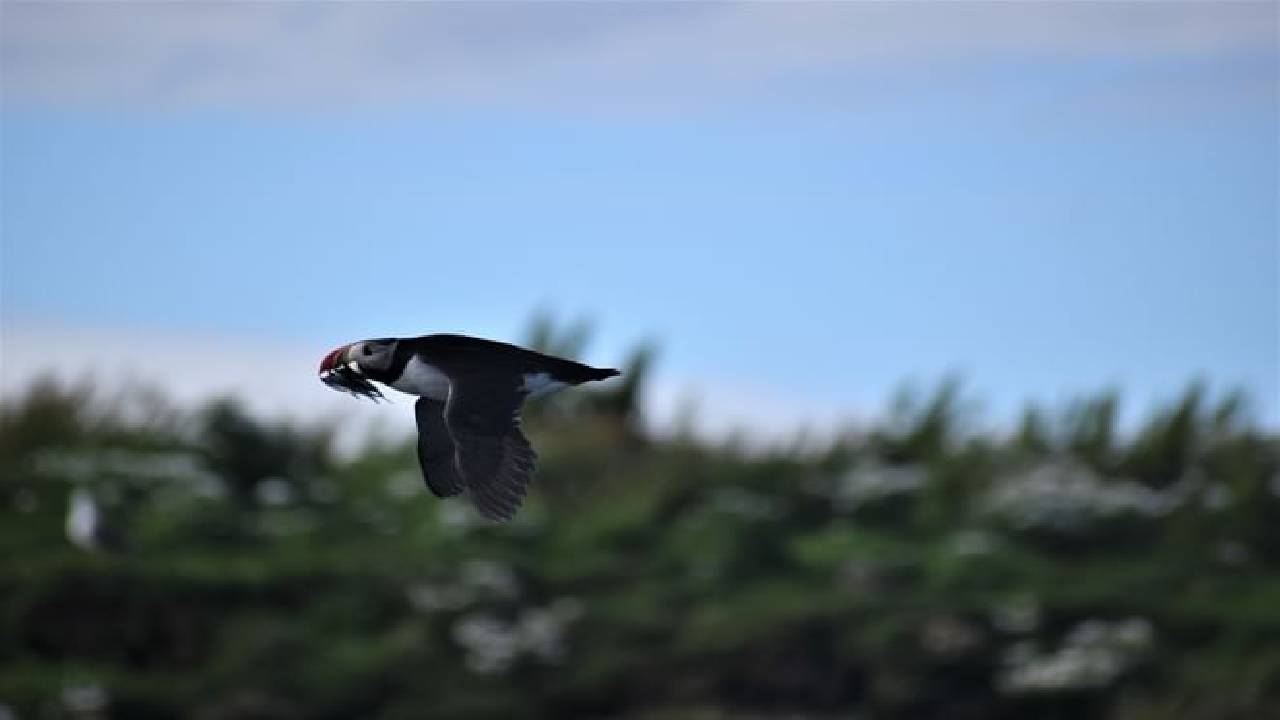 Reykjavík Classic Puffin Watching