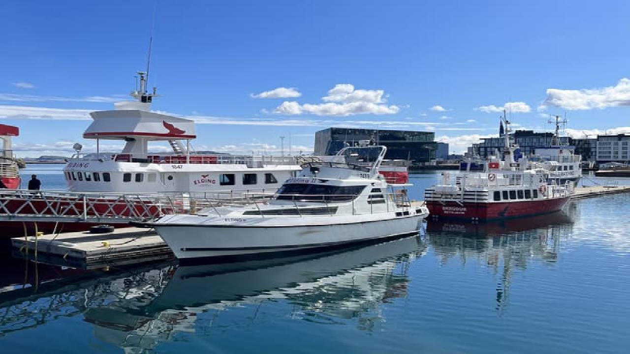 Reykjavík Classic Puffin Watching