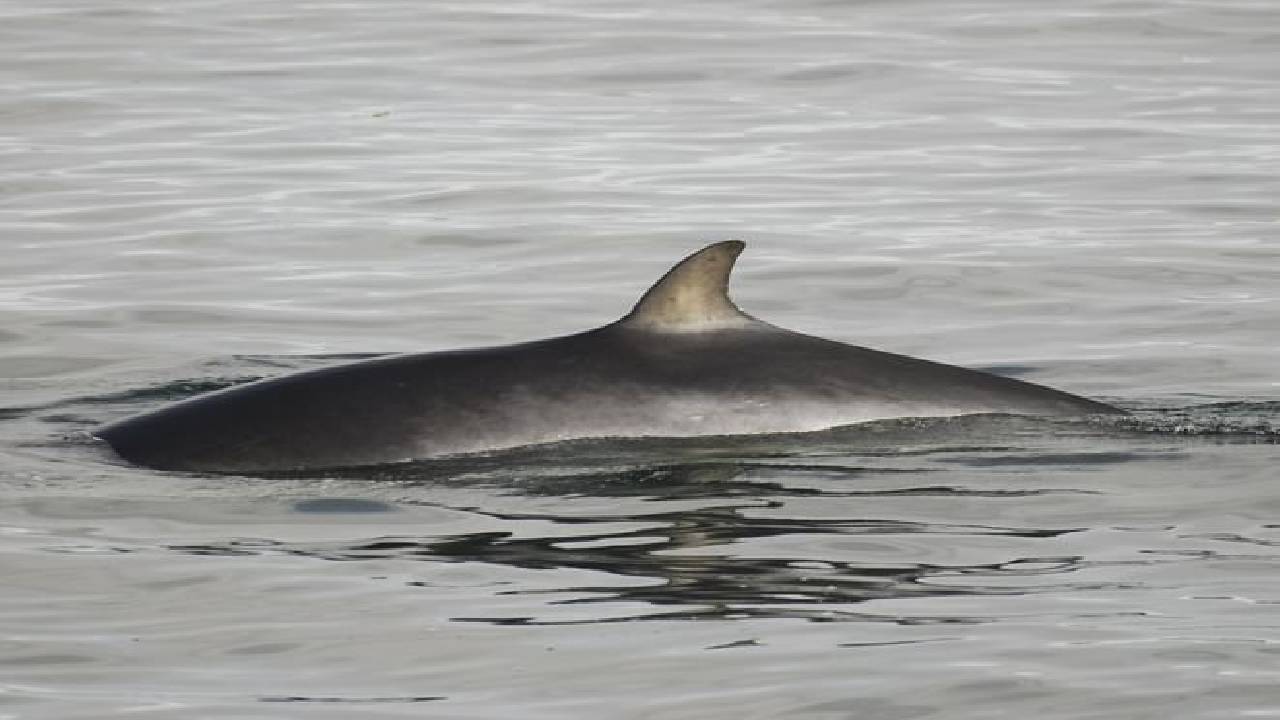 Reykjavík Classic Whale Watching 