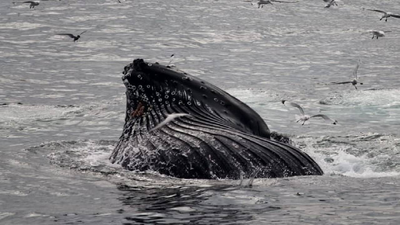 Reykjavík Classic Whale Watching 