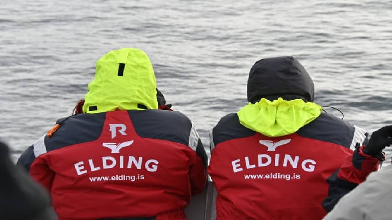 Reykjavík Classic Whale Watching 