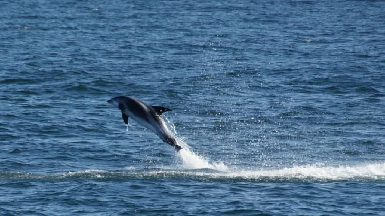 Reykjavík Classic Whale Watching 