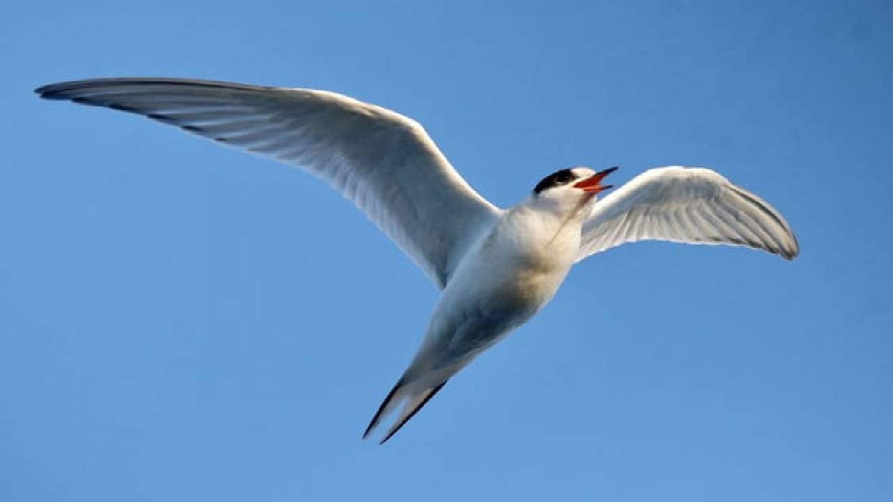 Reykjavík Classic Whale Watching 