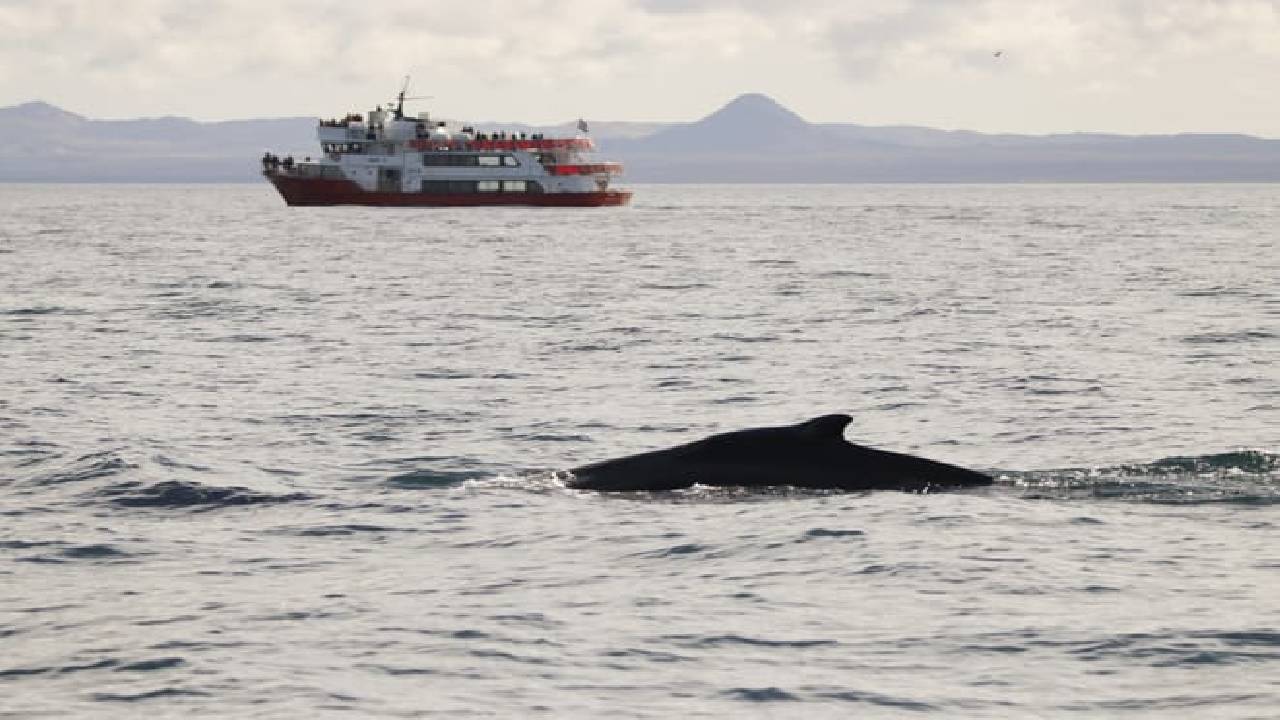 Reykjavík Classic Whale Watching 