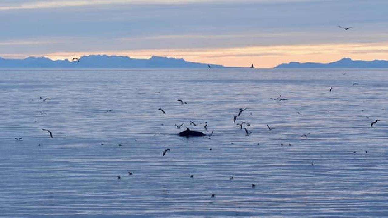 Reykjavík Classic Whales in the Midnight Sun