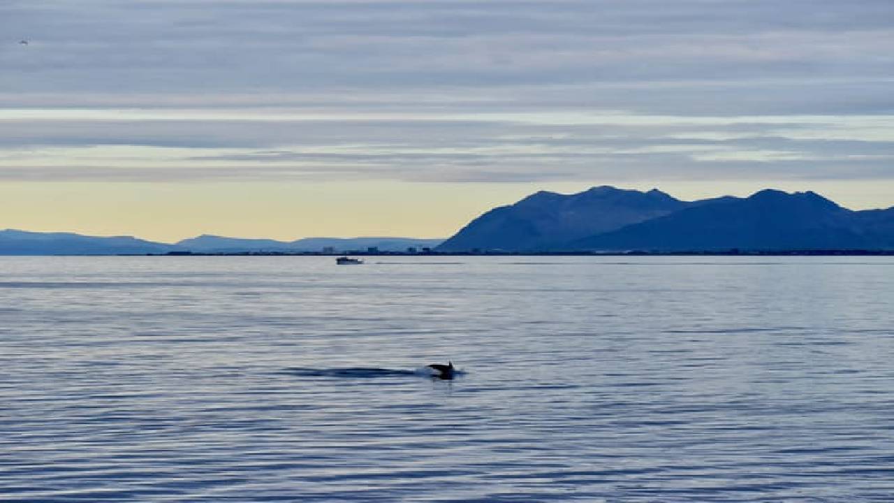 Reykjavík Classic Whales in the Midnight Sun