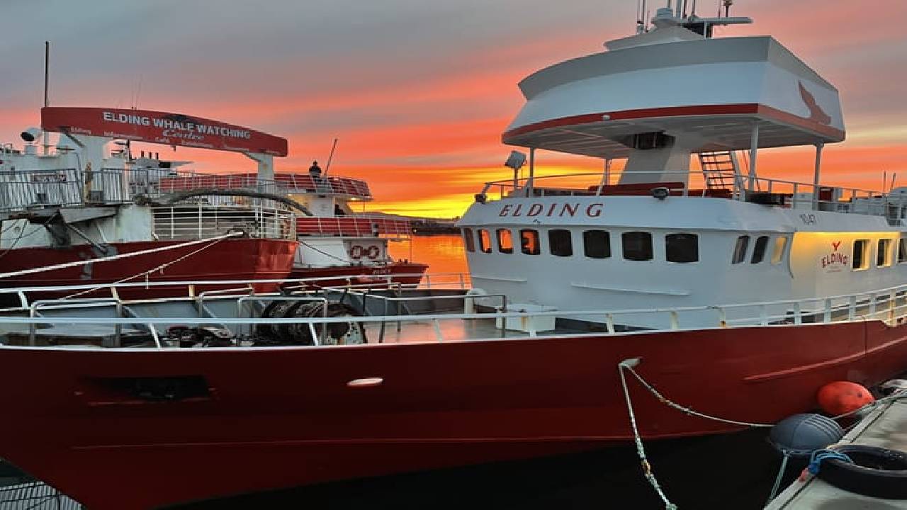 Reykjavík Classic Whales in the Midnight Sun