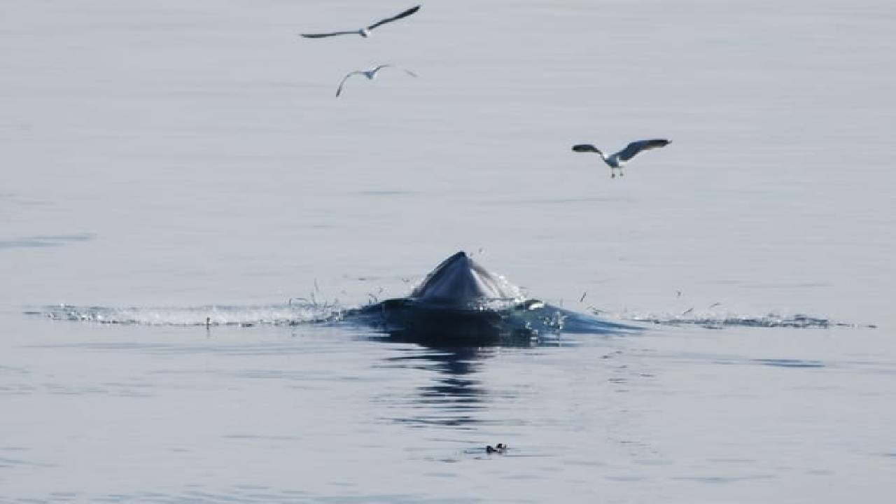 Reykjavík Whales & Imagine Peace Tower