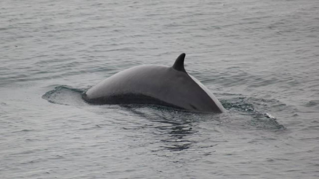 Reykjavík Whales & Imagine Peace Tower
