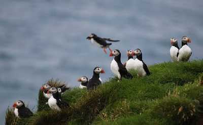 Reykjavík Premium Puffin Watching
