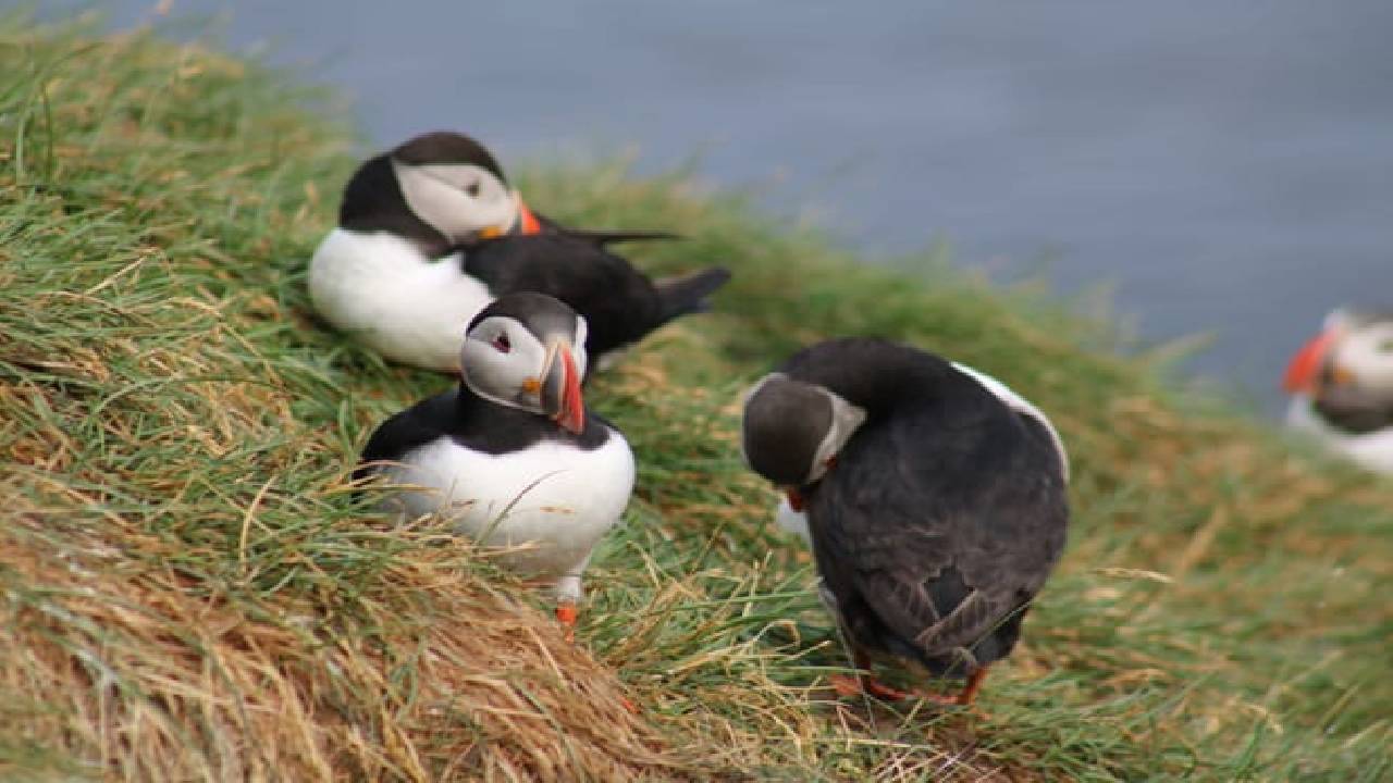 Reykjavík Premium Puffin Watching