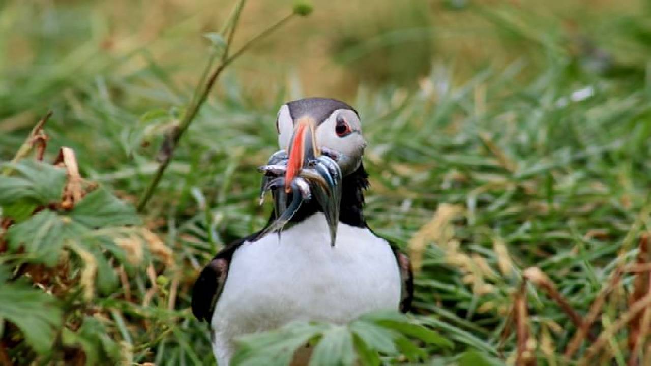 Reykjavík Premium Puffin Watching