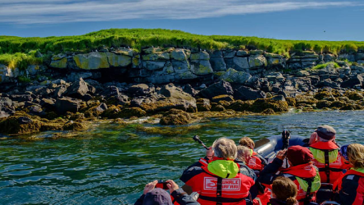 Reykjavík Premium Puffin Watching