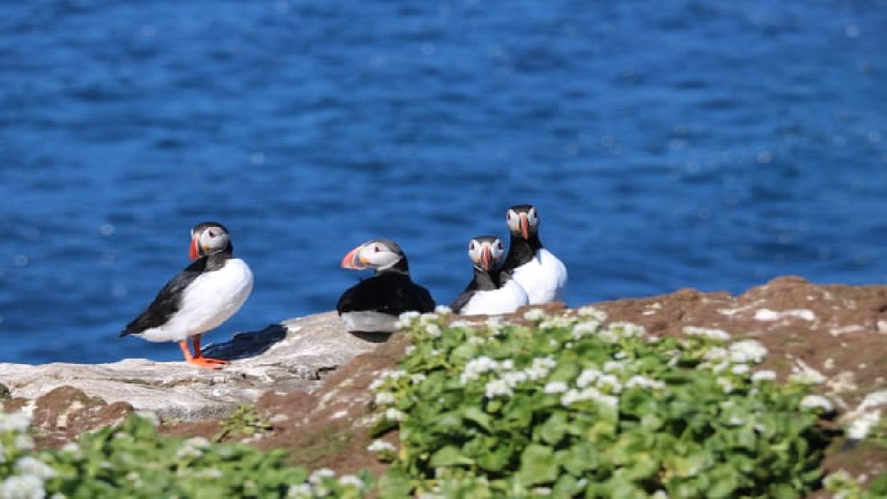 Reykjavík Premium Puffin Watching