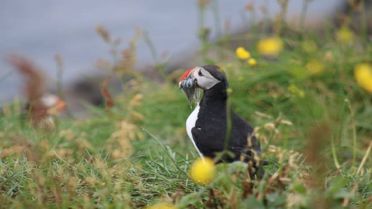 Reykjavík Premium Puffin Watching