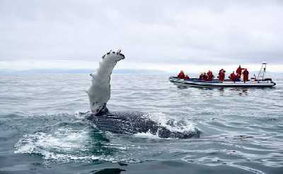 Reykjavík Premium Whale Watching