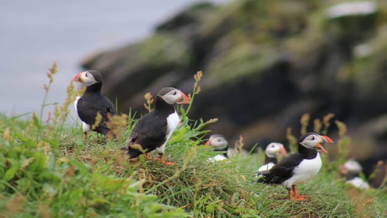 Reykjavík Premium Whale Watching