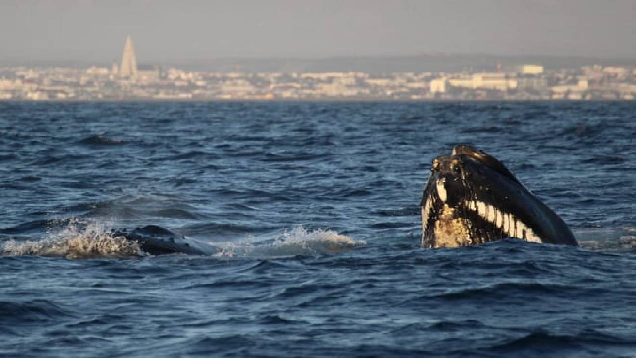 Reykjavík Premium Whale Watching