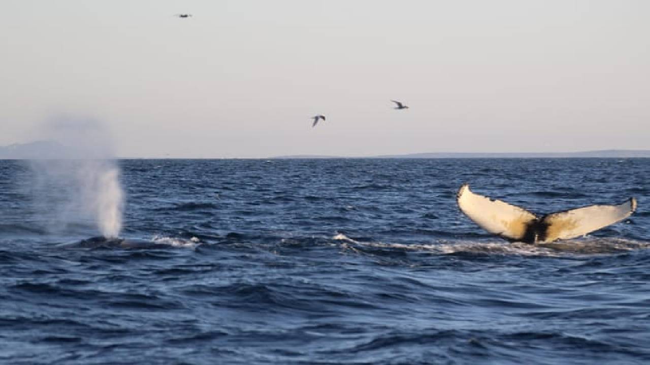 Reykjavík Premium Whale Watching