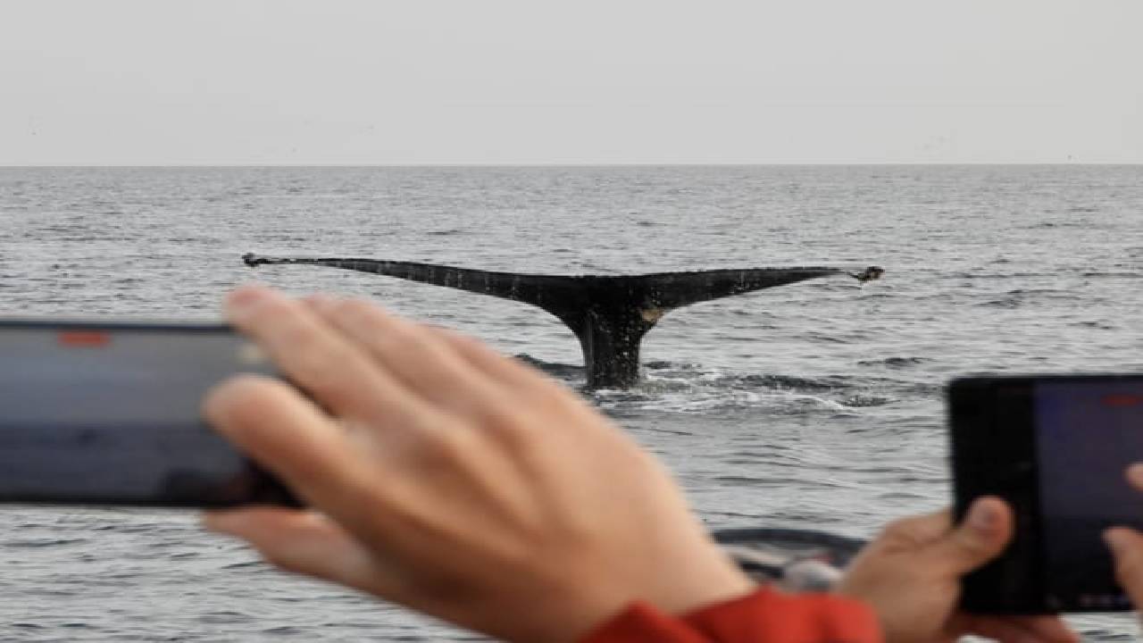 Reykjavík Premium Whale Watching