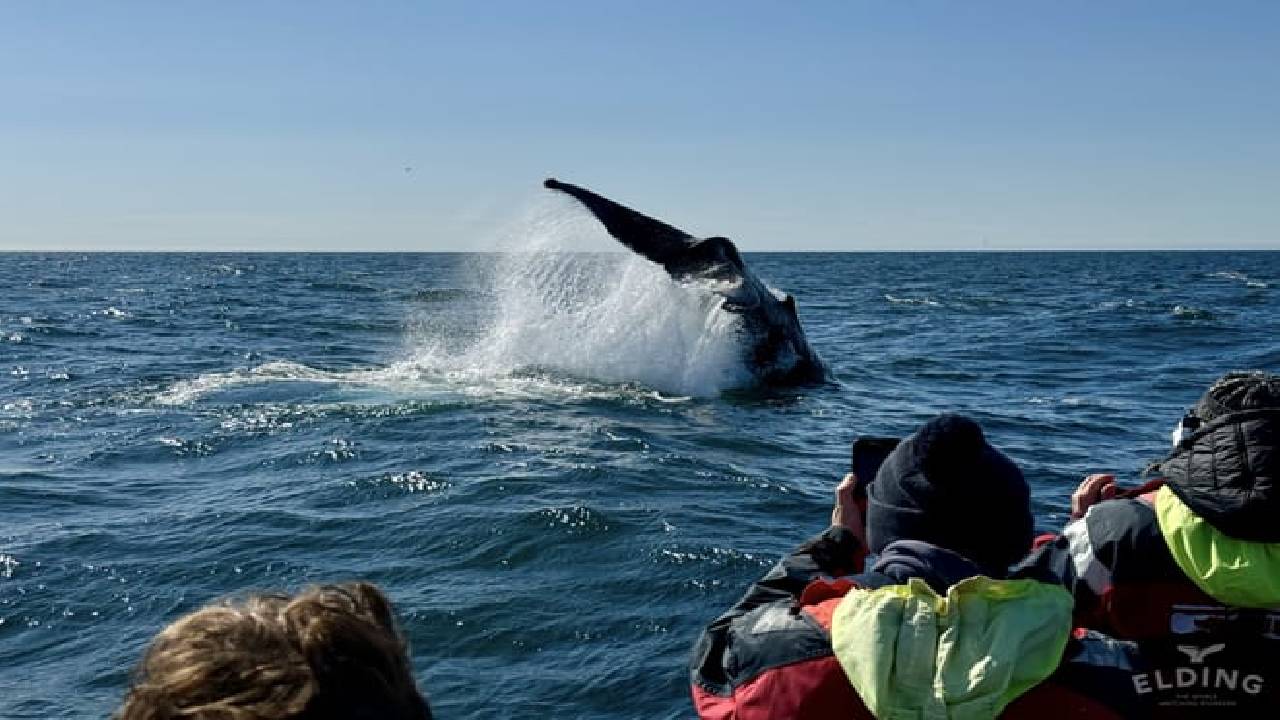 Reykjavík Premium Whale Watching