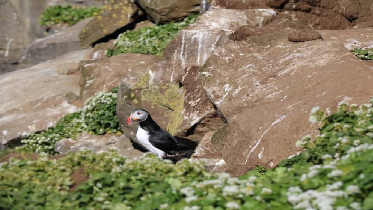 Reykjavík Premium Whale Watching