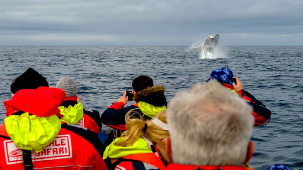 Reykjavík Premium Whale Watching