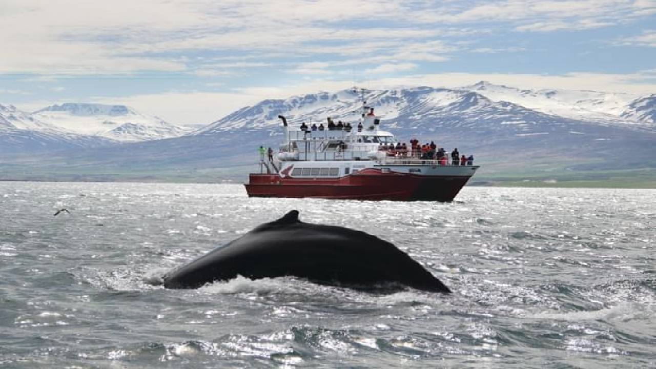 Whale Watching from Reykjavík & Akureyri