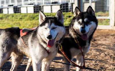 Husky Safari Autumn Tour & Barbeque - 6-10 km Self-Driving Mushing - Small Group