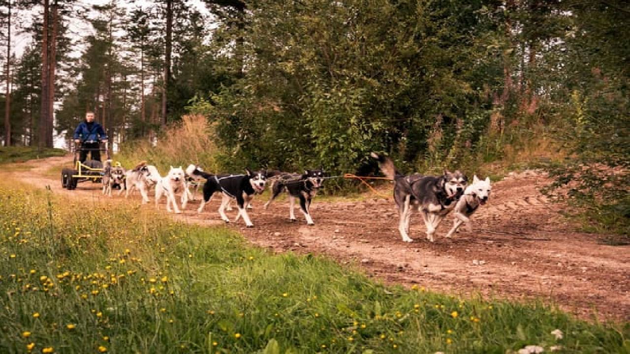 Husky Safari Autumn Tour & Barbeque - 6-10 km Self-Driving Mushing - Small Group
