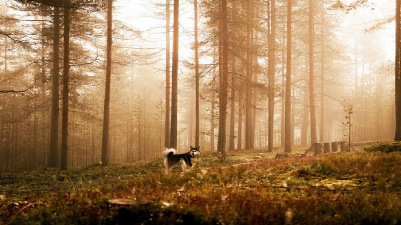 Husky Safari Autumn Tour & Barbeque - 6-10 km Self-Driving Mushing - Small Group