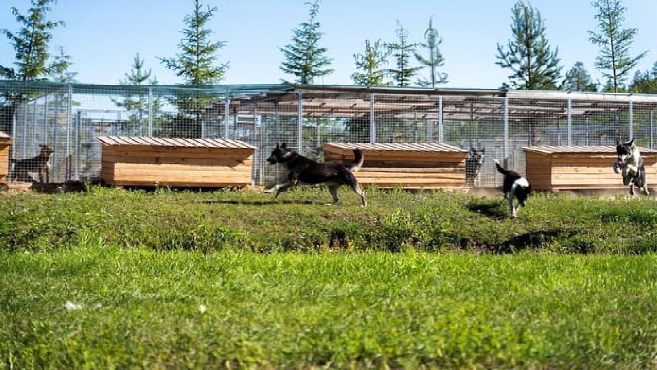 Husky Safari Autumn Tour & Barbeque - 6-10 km Self-Driving Mushing - Small Group