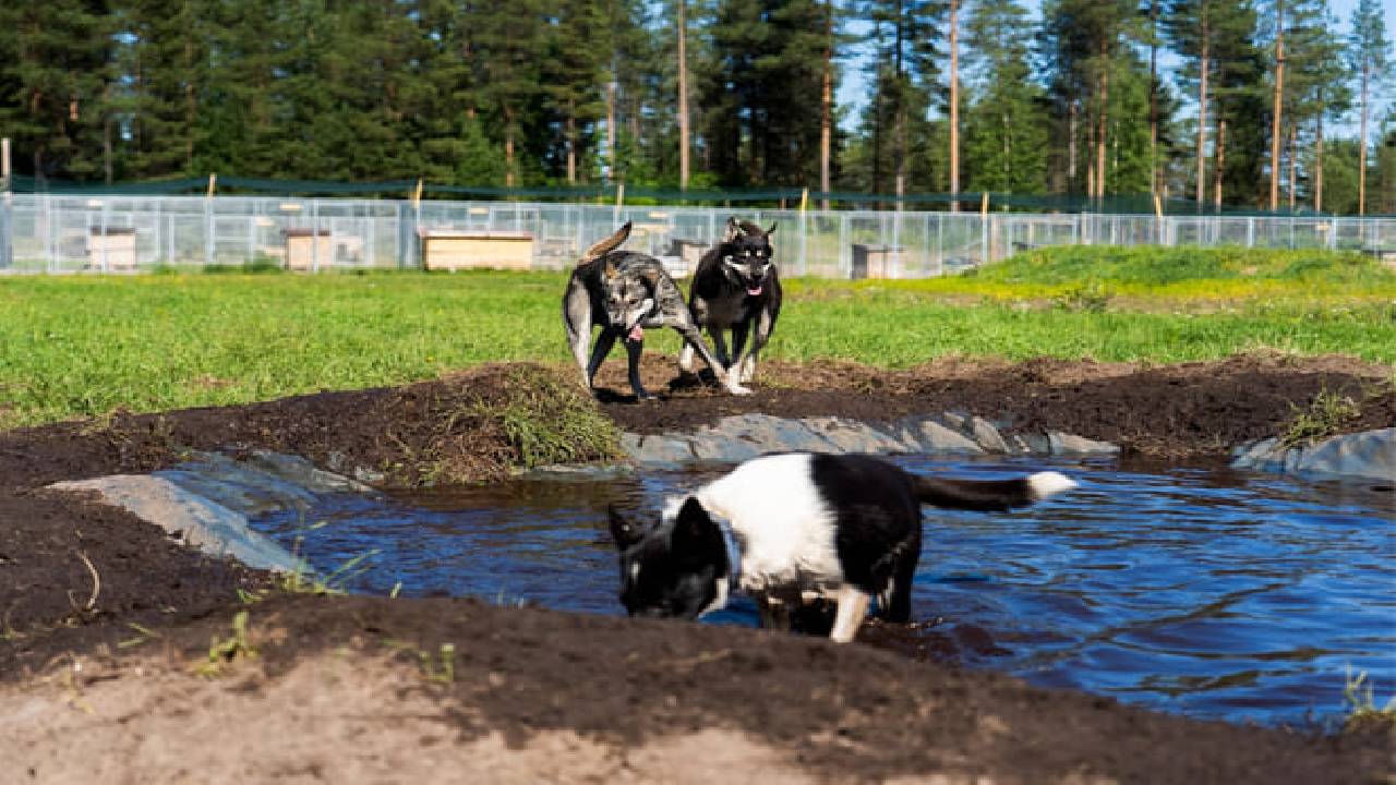 Husky Safari Autumn Tour & Barbeque - 6-10 km Self-Driving Mushing - Small Group
