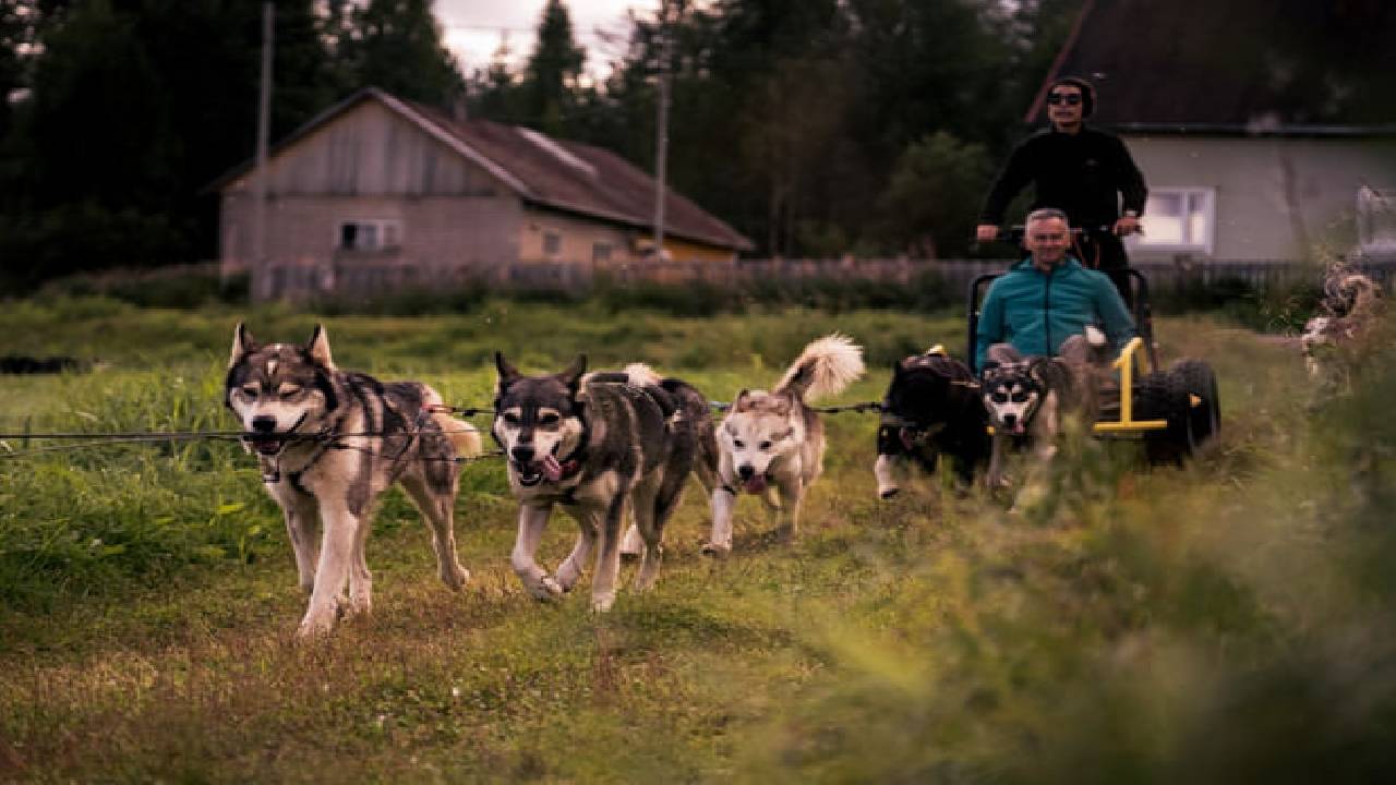 Husky Safari Autumn Tour & Barbeque - 6-10 km Self-Driving Mushing - Small Group