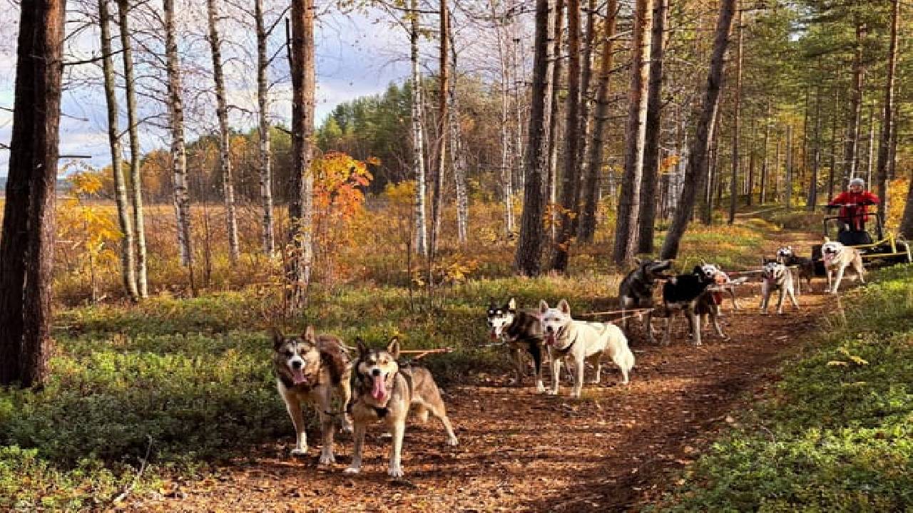 Husky Safari Autumn Tour & Barbeque - 6-10 km Self-Driving Mushing - Small Group