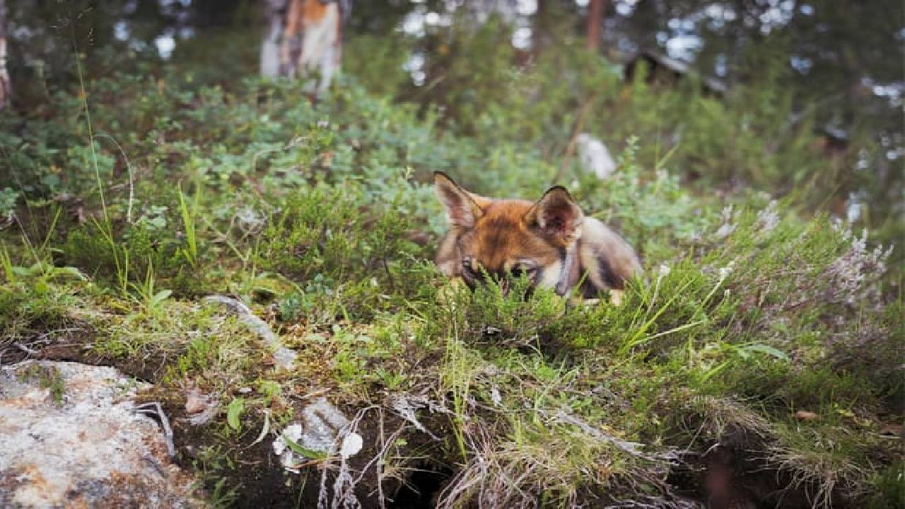 Husky Safari Autumn Tour & Barbeque - 6-10 km Self-Driving Mushing - Small Group