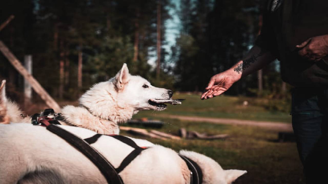 Husky Safari Autumn Tour & Barbeque - 6-10 km Self-Driving Mushing - Small Group