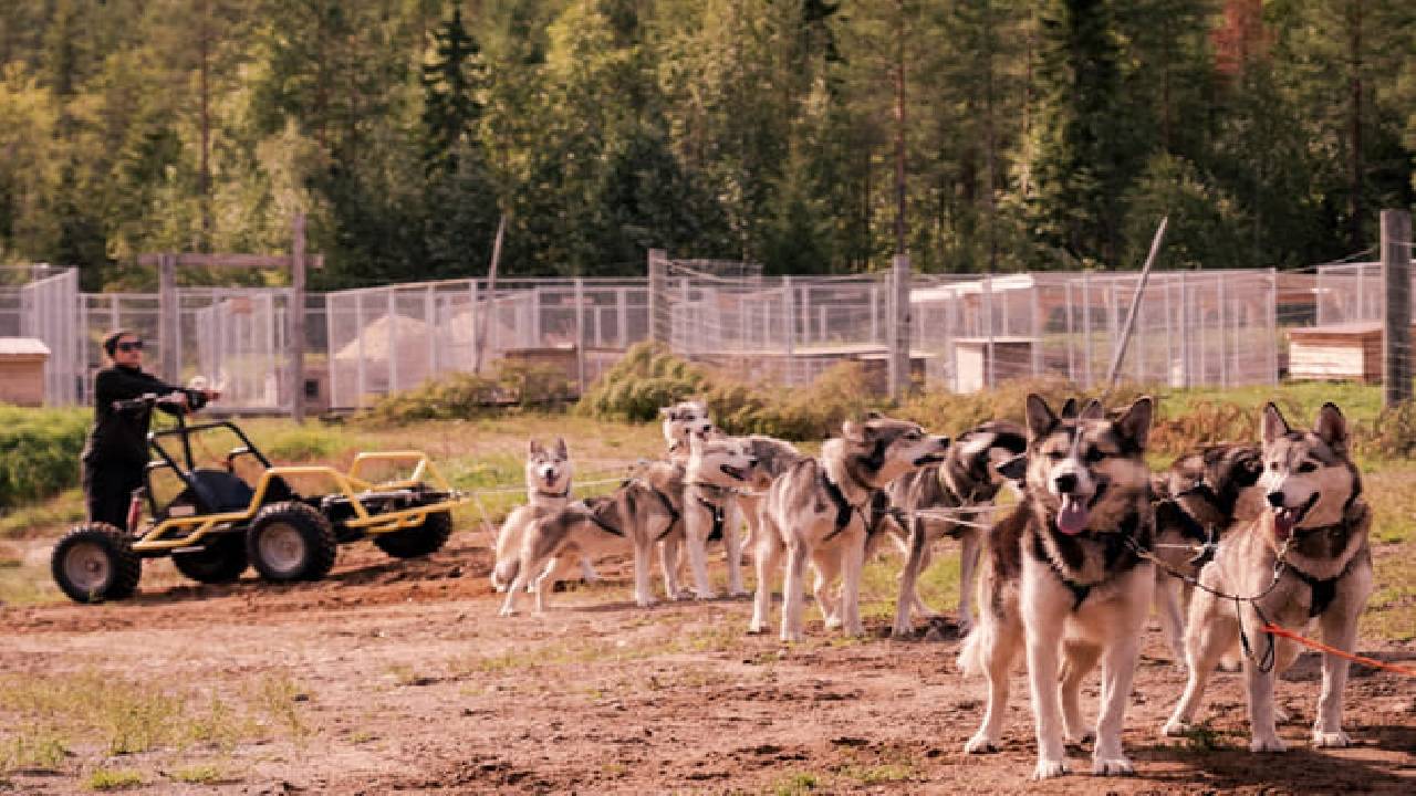 Husky Safari Autumn Tour & Barbeque - 6-10 km Self-Driving Mushing - Small Group