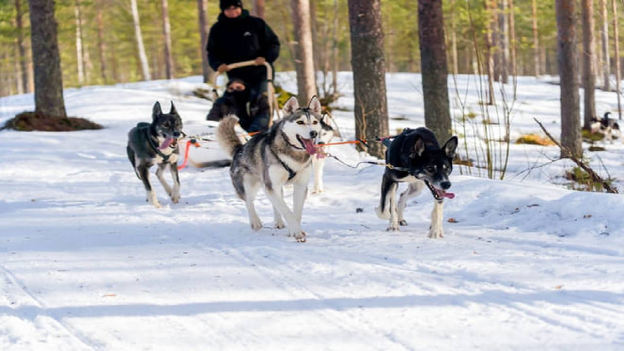 Husky Safari Winter Tour & Barbeque - 6-10 km Self-Driving Mushing - Small Group